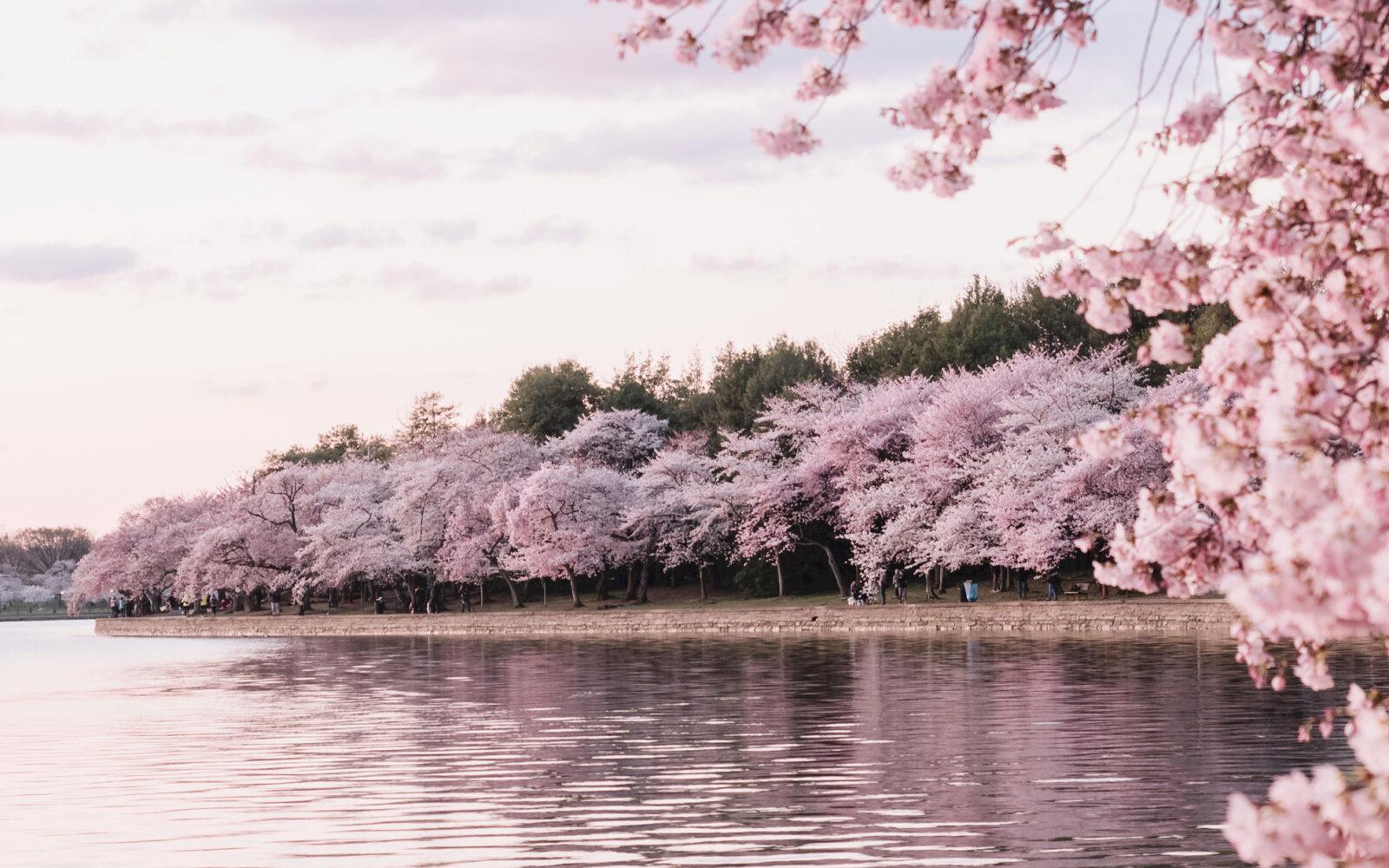 花見だけじゃない、日本の最新桜トレンド